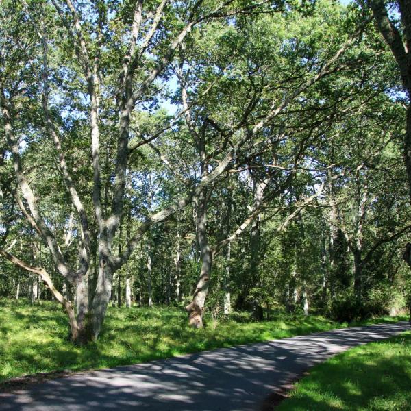 Læsø Skov