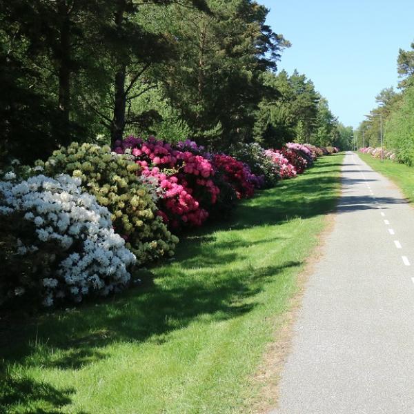 Rhododendronstien