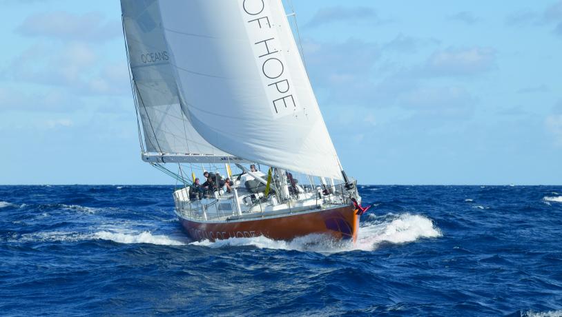 Oceans of Hope til søs Læsø planter ålegræs