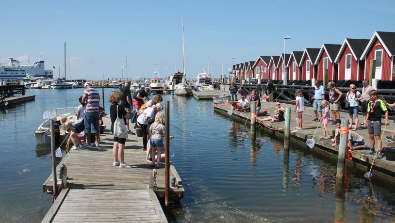 Krabbe, krabbefangst Vesterø Havn Havets dag