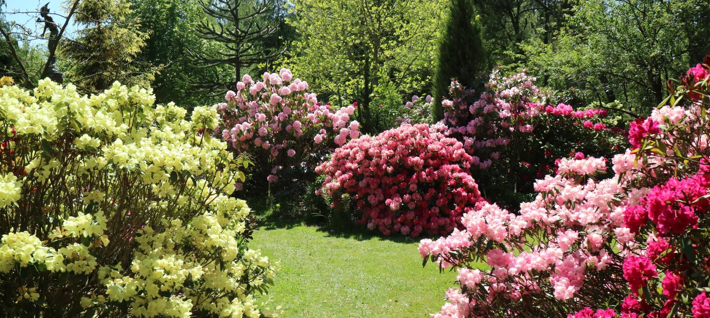 Rhododendron