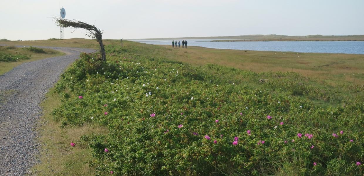 Vandretur Læsø 2022