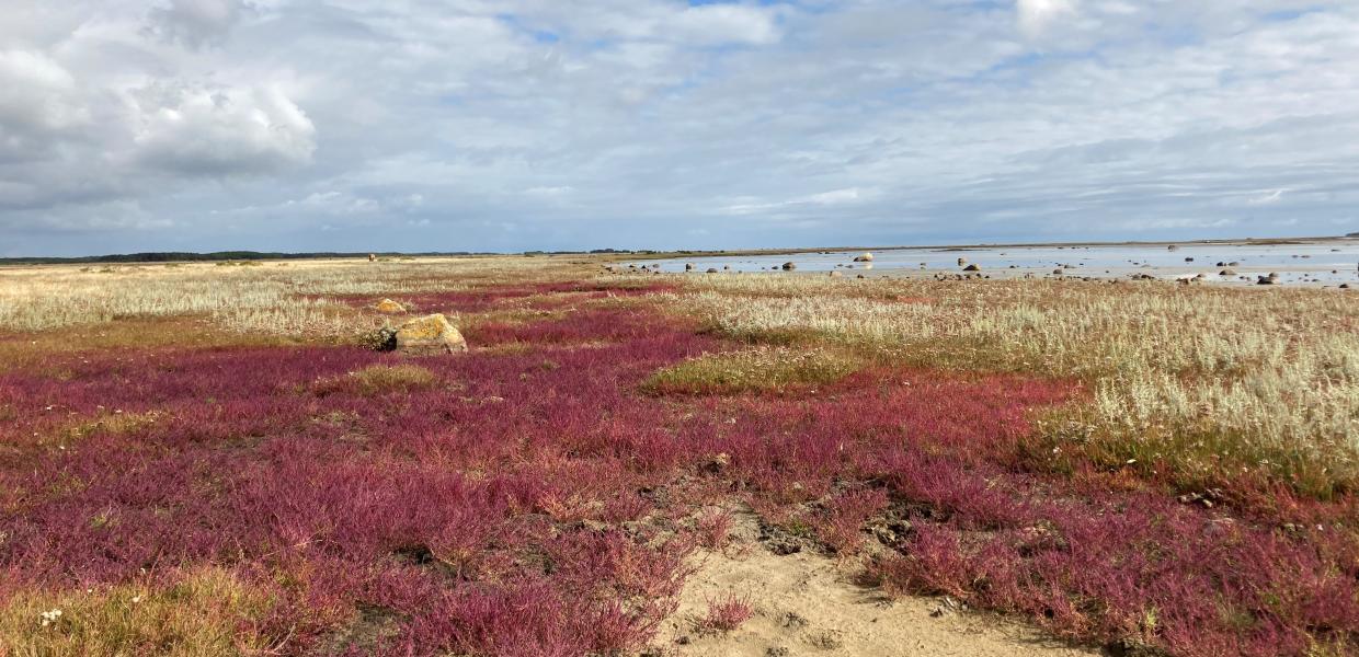 Strandeng Læsø - Saltets Dag 2023