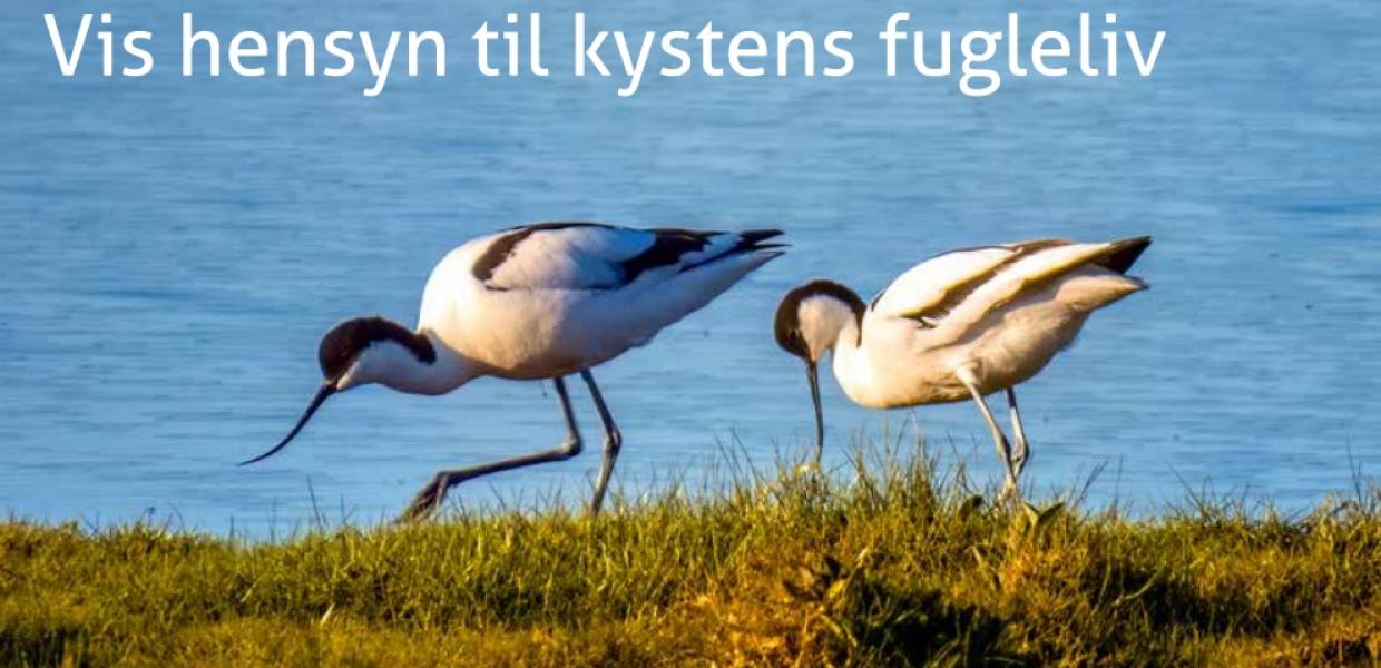 Fugleliv på Læsø