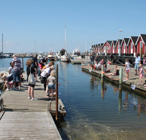 Krabbe, krabbefangst Vesterø Havn Havets dag