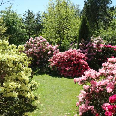 Rhododendron
