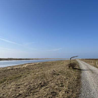 Stokken - vindblæst træ, åbningstider Læsø