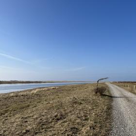 Stokken - vindblæst træ, åbningstider Læsø