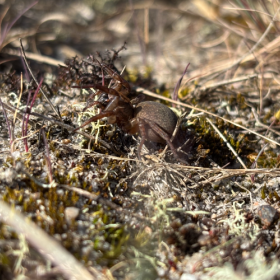 Krible krable ved Skovhytten