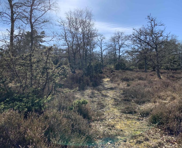 Enebærdalen Læsø april 2025